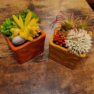 Succulent plants decore